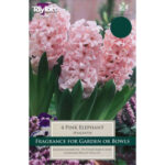 Hyacinth Pink Elephant