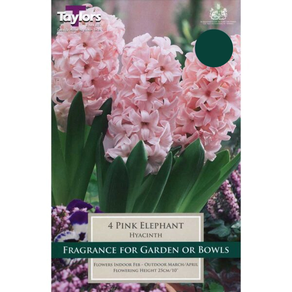 5015882014507 Hyacinth Pink Elephant - Image 1