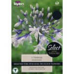 Agapanthus Twister