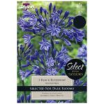Agapanthus Black Buddhist
