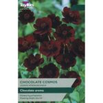 Cosmos Atrosanguineus Chocolate Plant