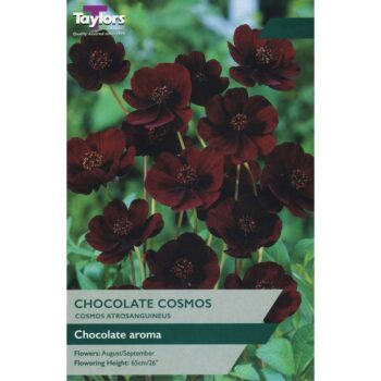Cosmos Atrosanguineus Chocolate Plant