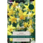 Narcissi Species Mixed
