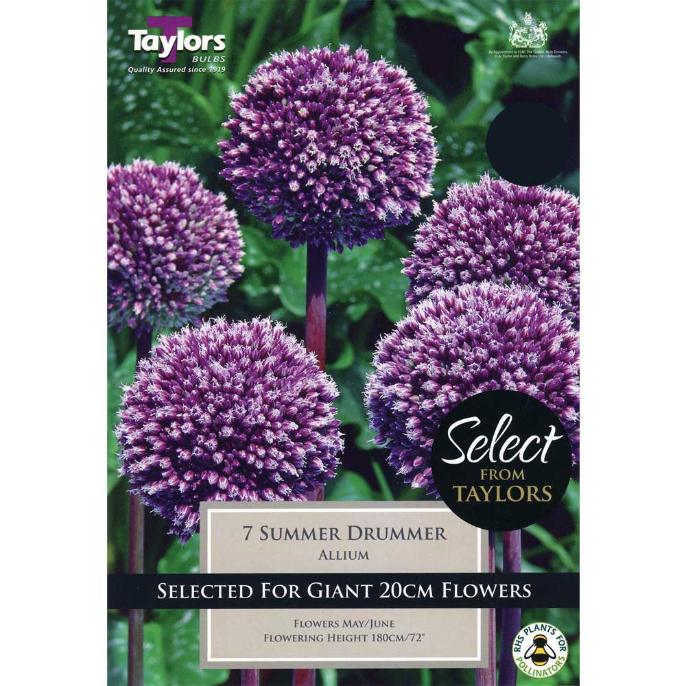 5015882217847 Allium Summer Drummer - Image 1