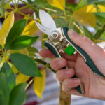 Houseplant Pruner - Image 4