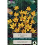 Crocus Dorothy