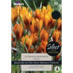 Crocus Orange Monarch
