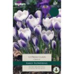 Crocus Prins Claus Tp