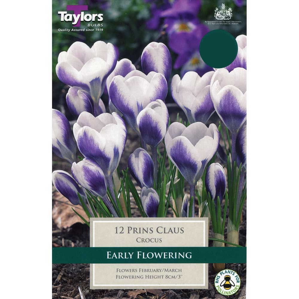 Crocus Prins Claus Tp Crocus Prins Claus Tp
