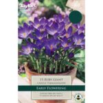 Crocus Ruby Giant