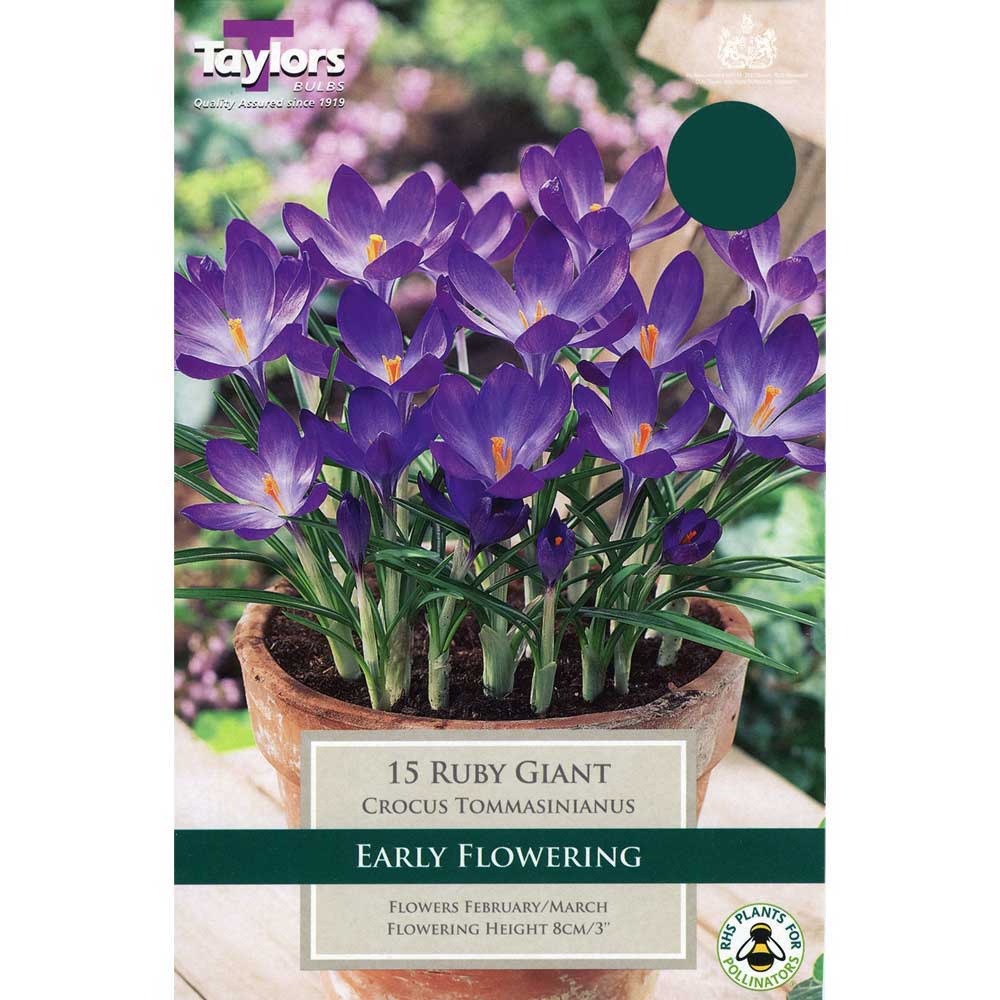 Crocus Ruby Giant Crocus Ruby Giant