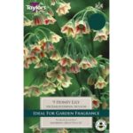 Nectaroscordum Siculum