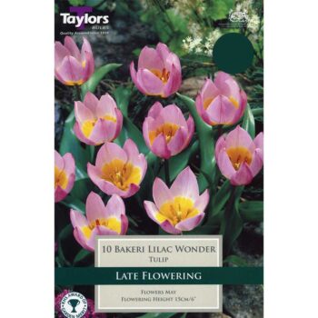 Tulip Bakeri Lilac Wonder