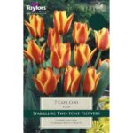Tulip Cape Cod
