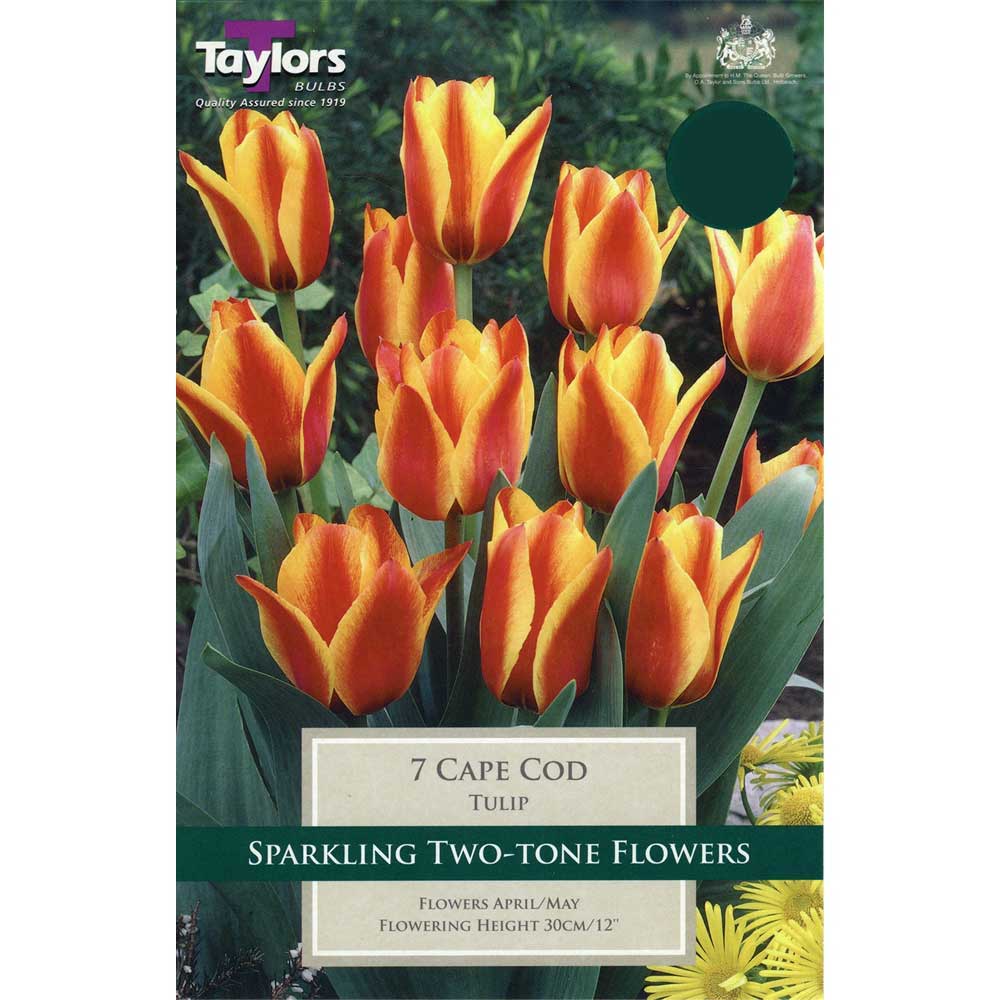 Tulip Cape Cod Tulip Cape Cod