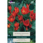 Tulip Dwarf Praestans