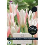 Tulip Lady Jane