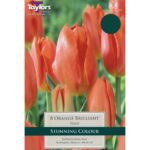 Tulip Orange Brilliant