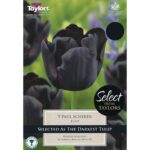 Tulip Paul Scherer