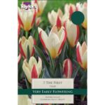 Tulip The First