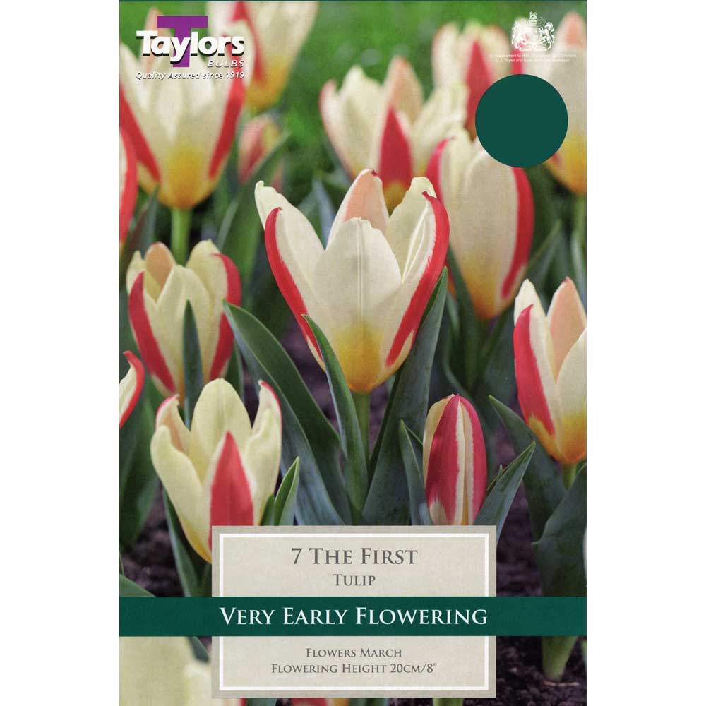 Tulip The First Tulip The First