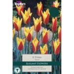 Tulip Tinka