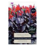 Canna Tropicanna Black