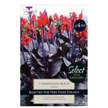 Canna Tropicanna Black