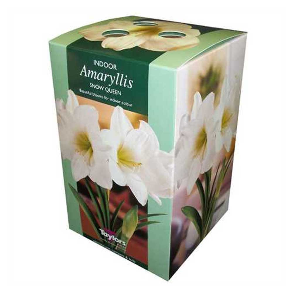 Amaryllis Snow Queen Amaryllis Snow Queen