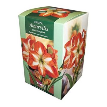 Amaryllis Christmas Star