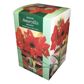 Amaryllis Red Velvet