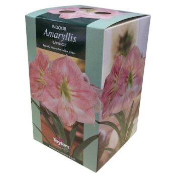 Amaryllis Flamingo