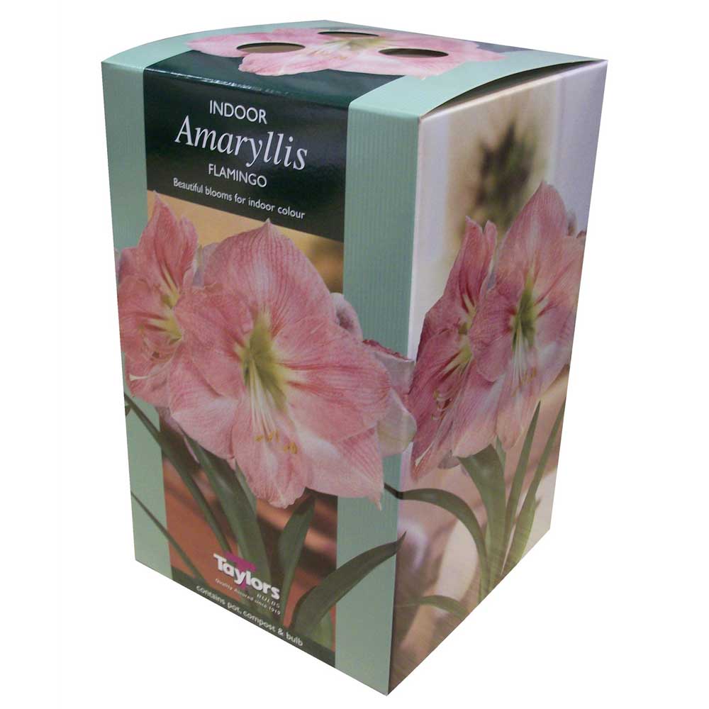 Amaryllis Flamingo Amaryllis Flamingo