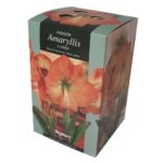 Amaryllis Florida