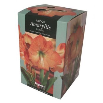 Amaryllis Florida
