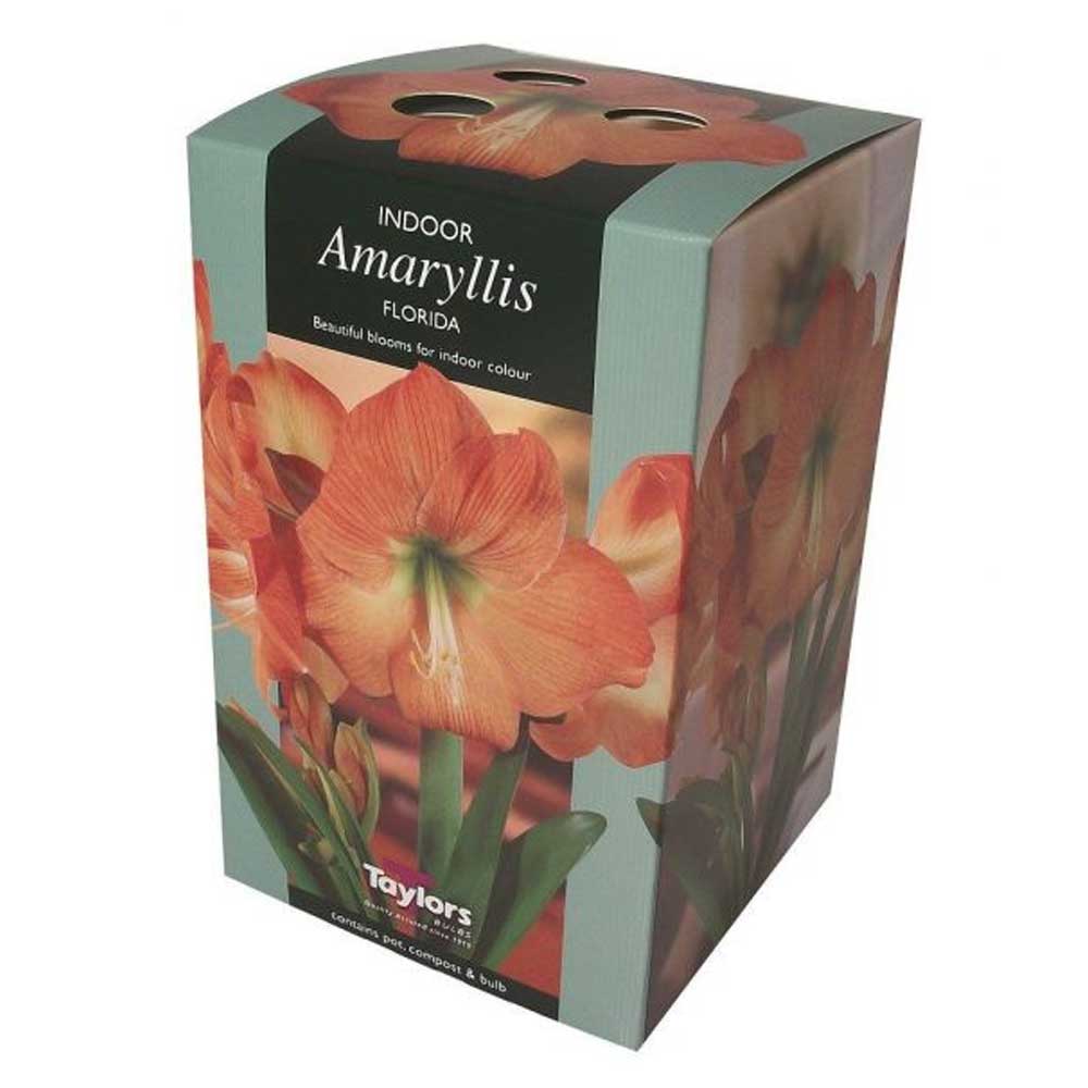 Amaryllis Florida Amaryllis Florida