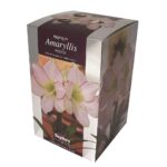Amaryllis Picotee