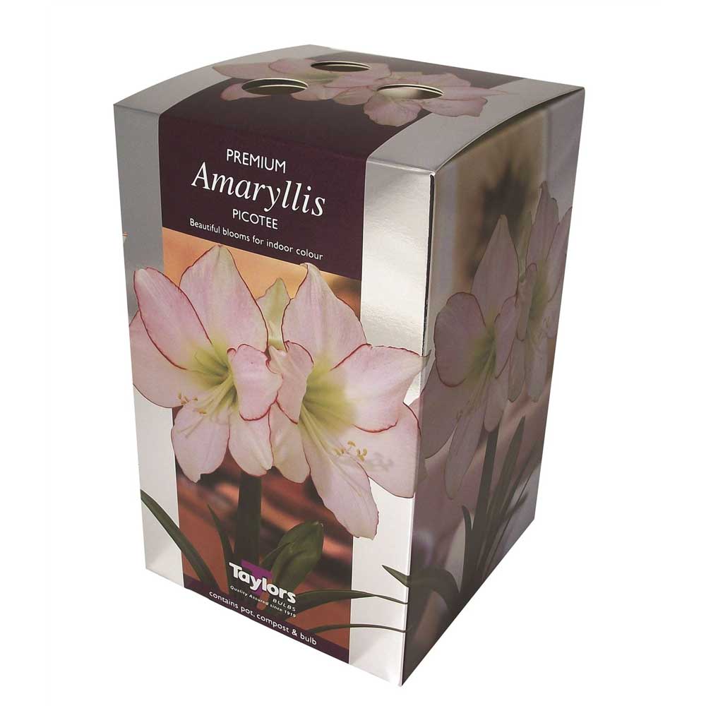 Amaryllis Picotee Amaryllis Picotee