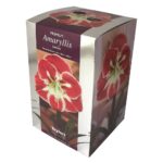 Amaryllis Samba
