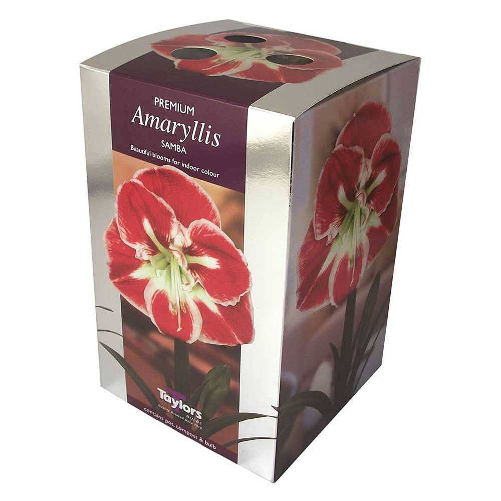 Amaryllis Samba Amaryllis Samba
