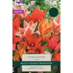 Tulip Fun Colours