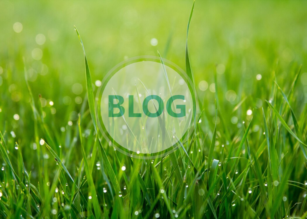 Autumn Lawn Care