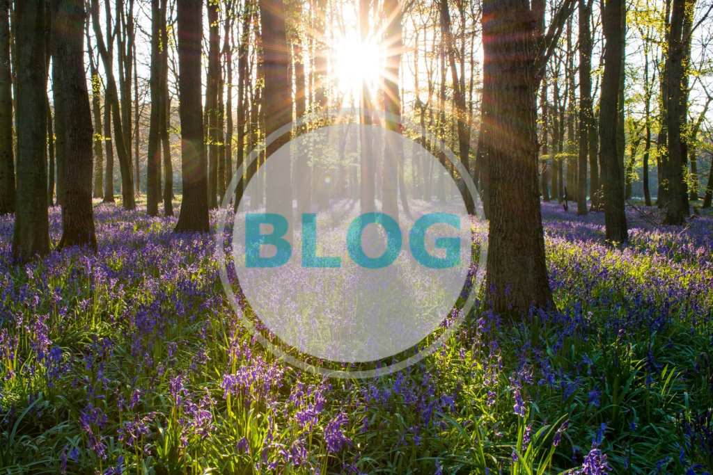 naturalising bulbs