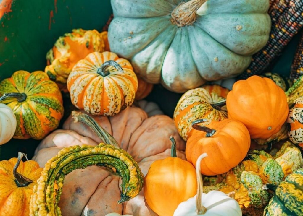 pumpkins