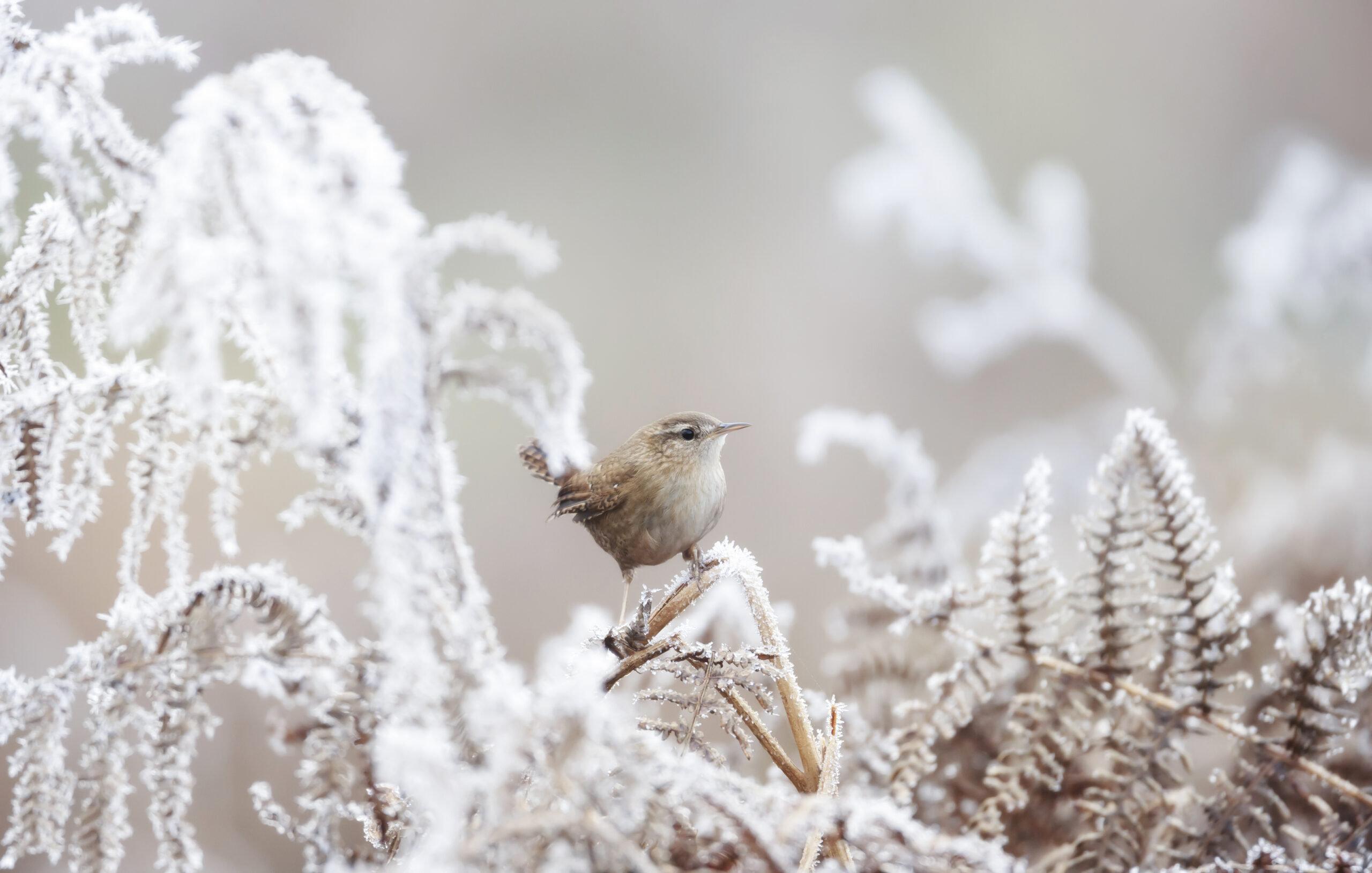 December in your garden and Terrace