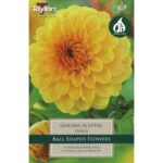 Dahlia Golden Sceptre