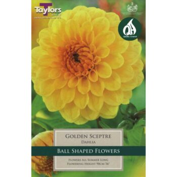 Dahlia Golden Sceptre