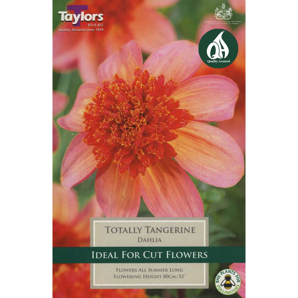 Dahlia Totally Tangerine Dahlia Totally Tangerine