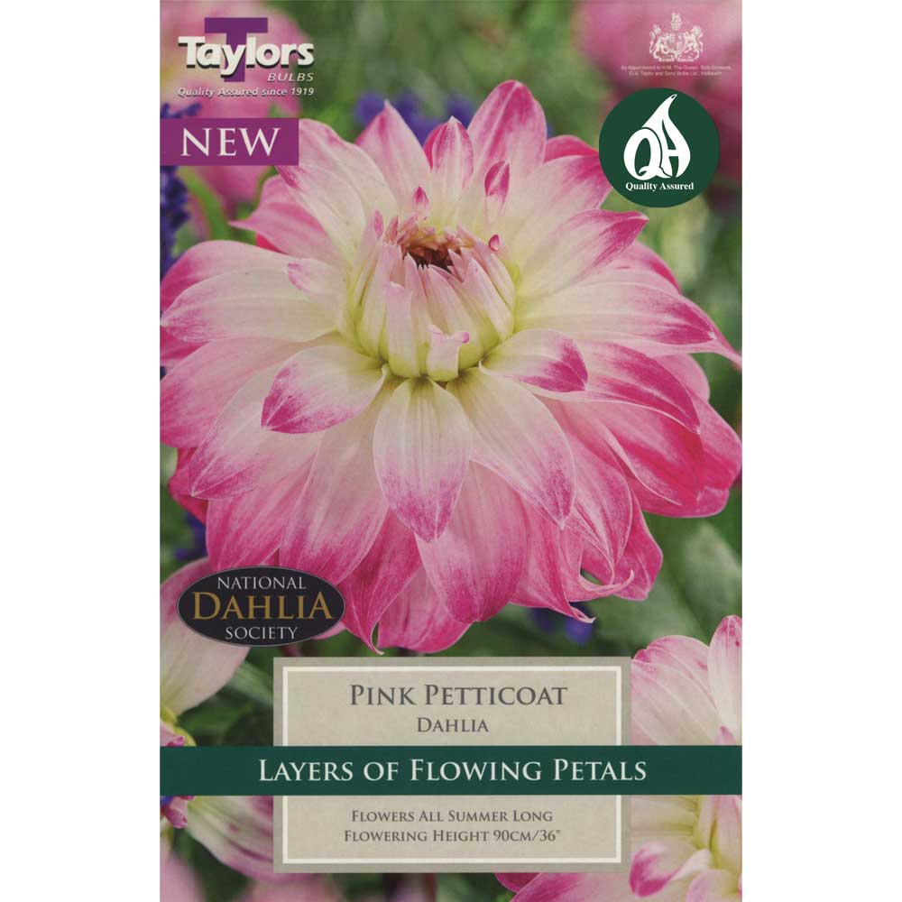 Dahlia Pink Petticoat Dahlia Pink Petticoat