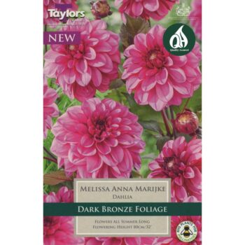 Dahlia Melissa Anna Marijke